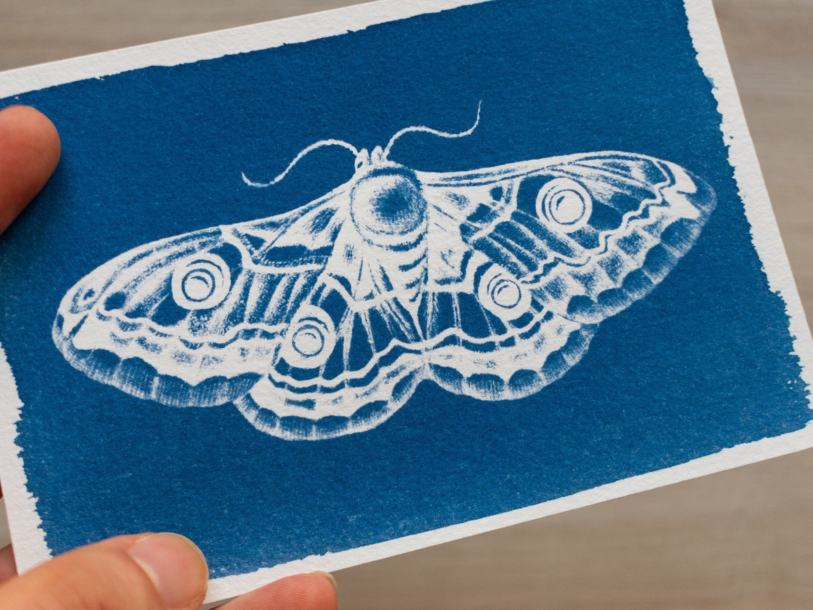 closeup of moth made with cyanotype printing
