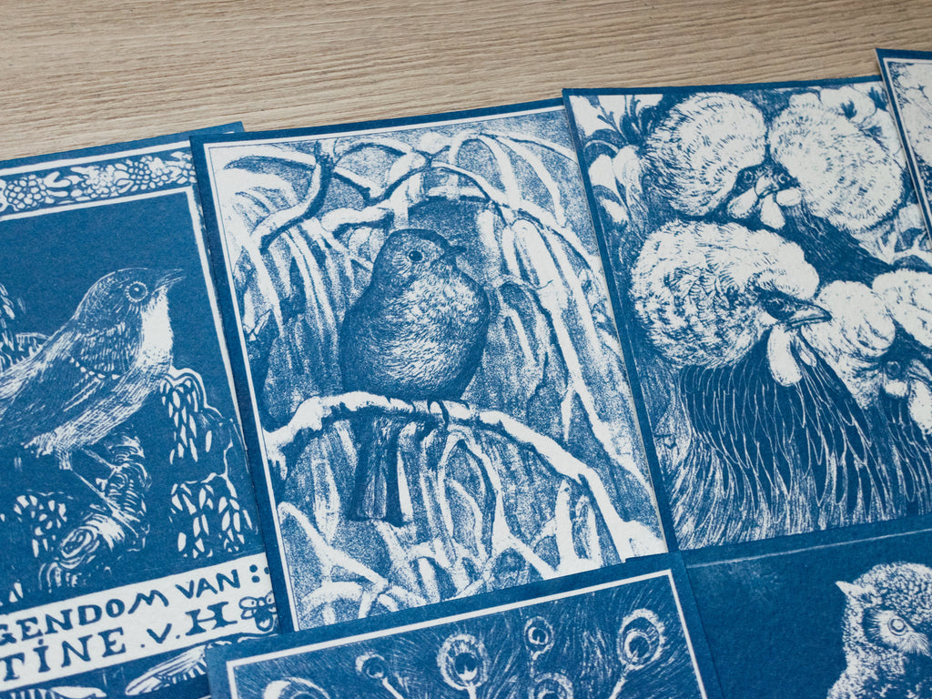 cute bird cyanotype art