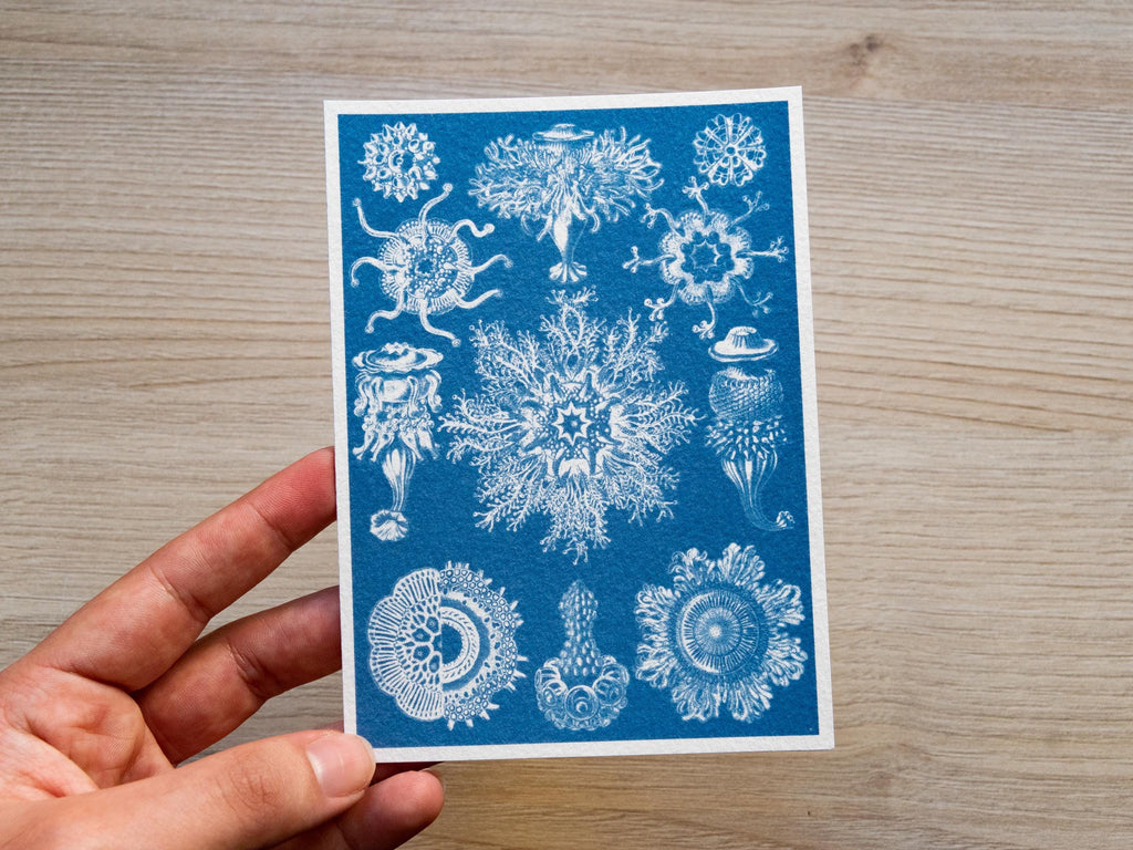 cyanotype art of Ernst Haeckel drawing