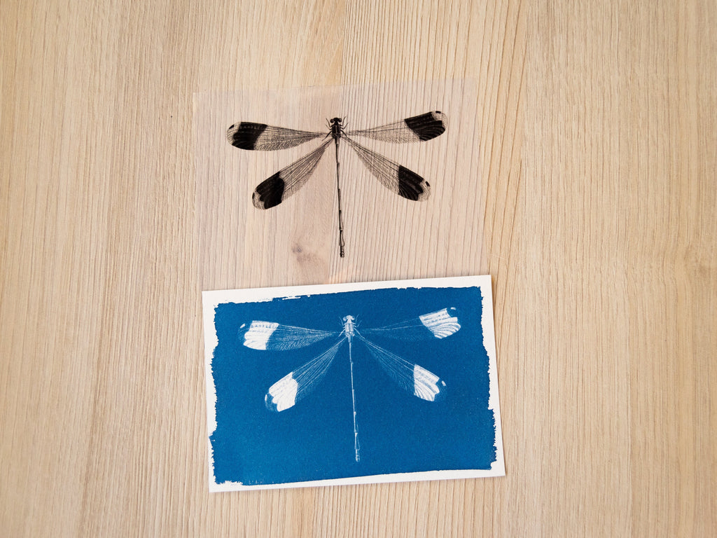 cyanotype crafts with negatives