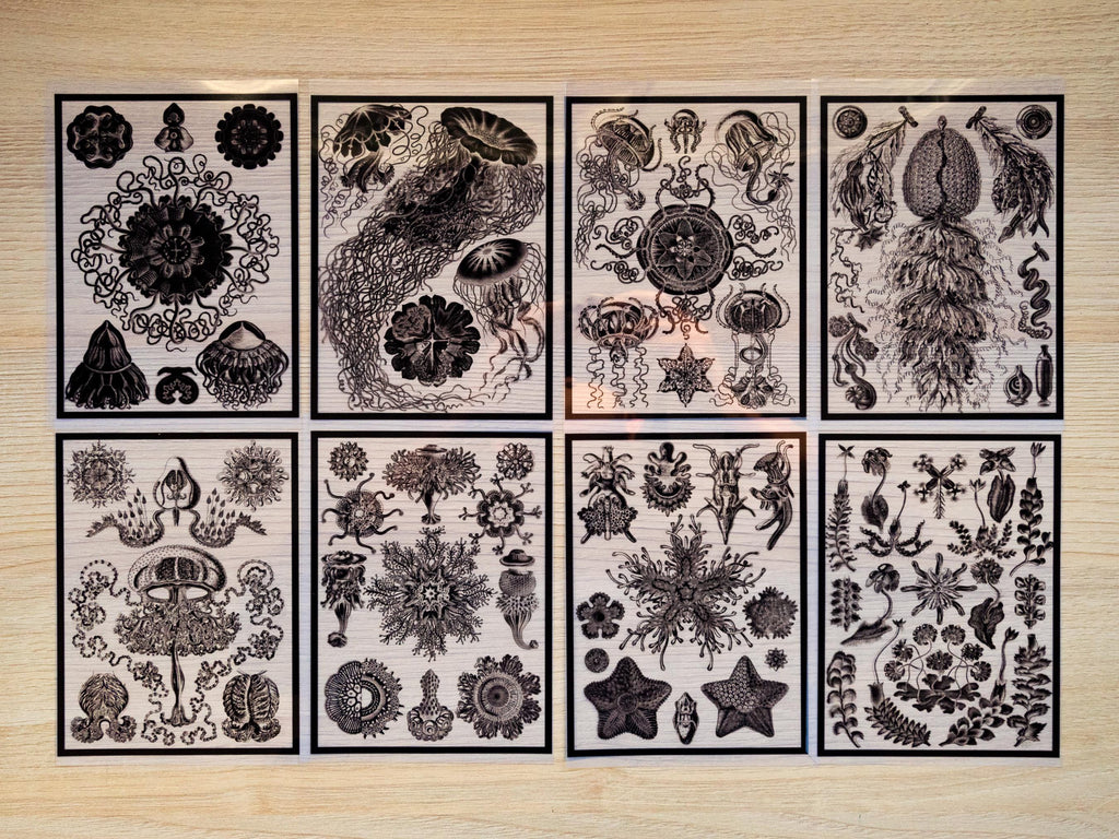 cyanotype negatives of Ernst Haeckel paintings