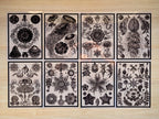 cyanotype negatives of Ernst Haeckel paintings
