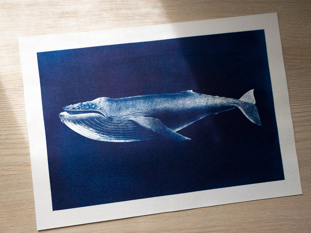 cyanotype of a blue whale