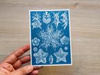 cyanotype print of Ernst Haeckel drawing
