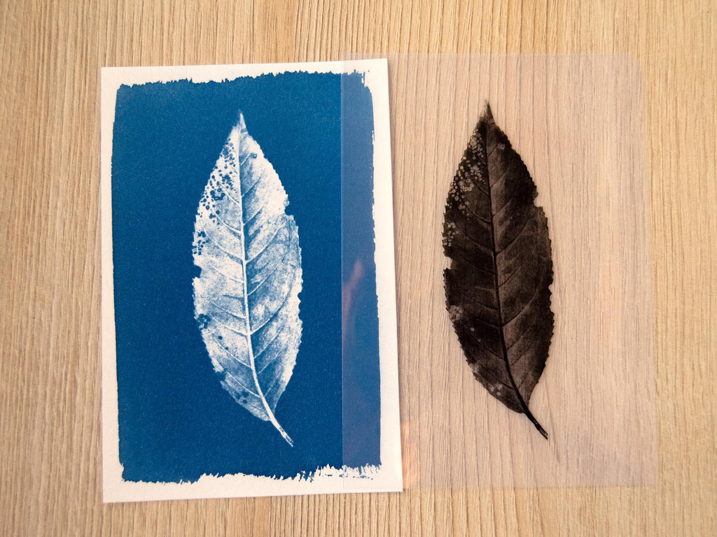 cyanotype print of a pressed leaf