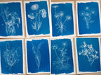 cyanotype print of flowers