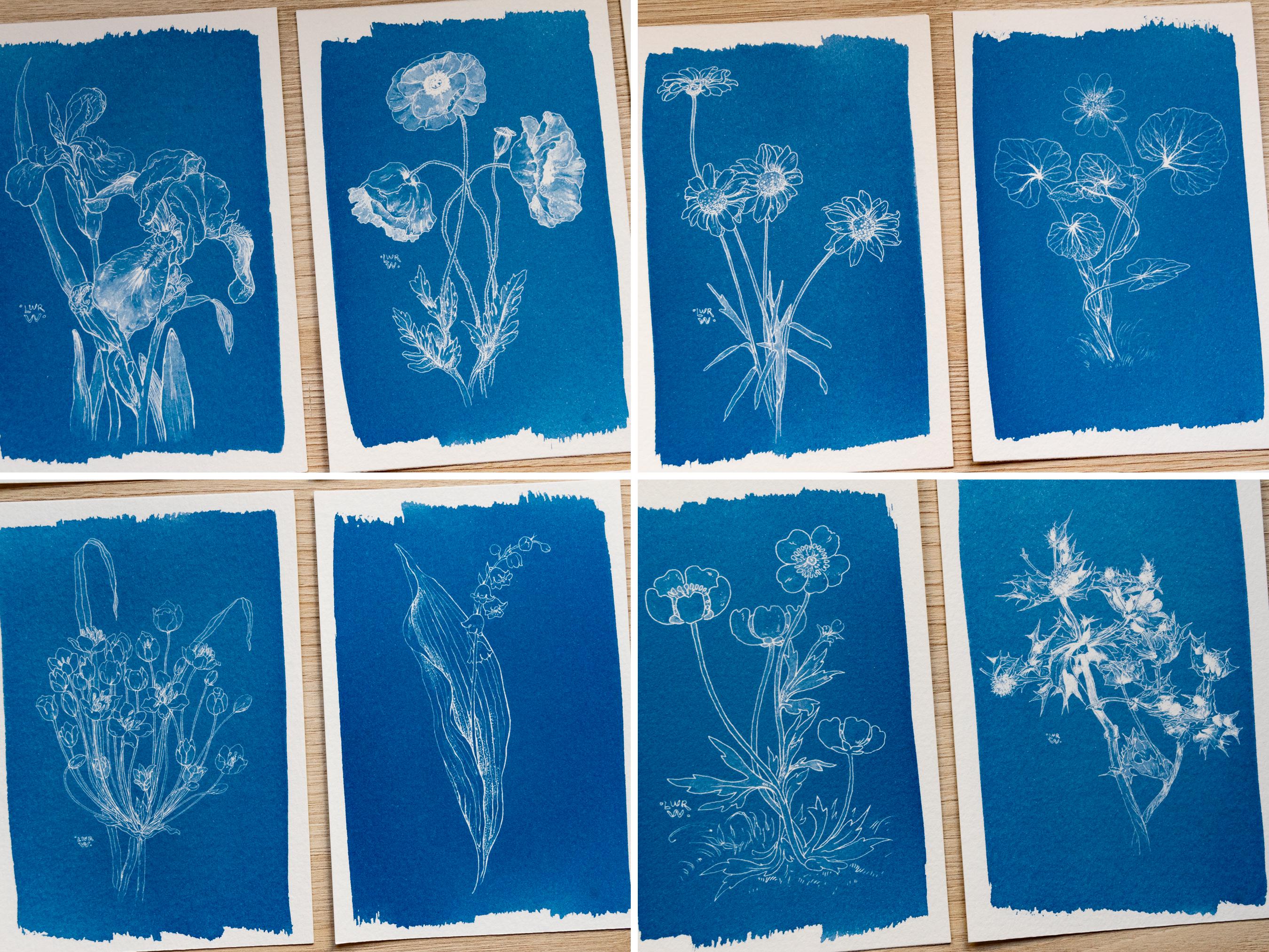 cyanotype print of flowers