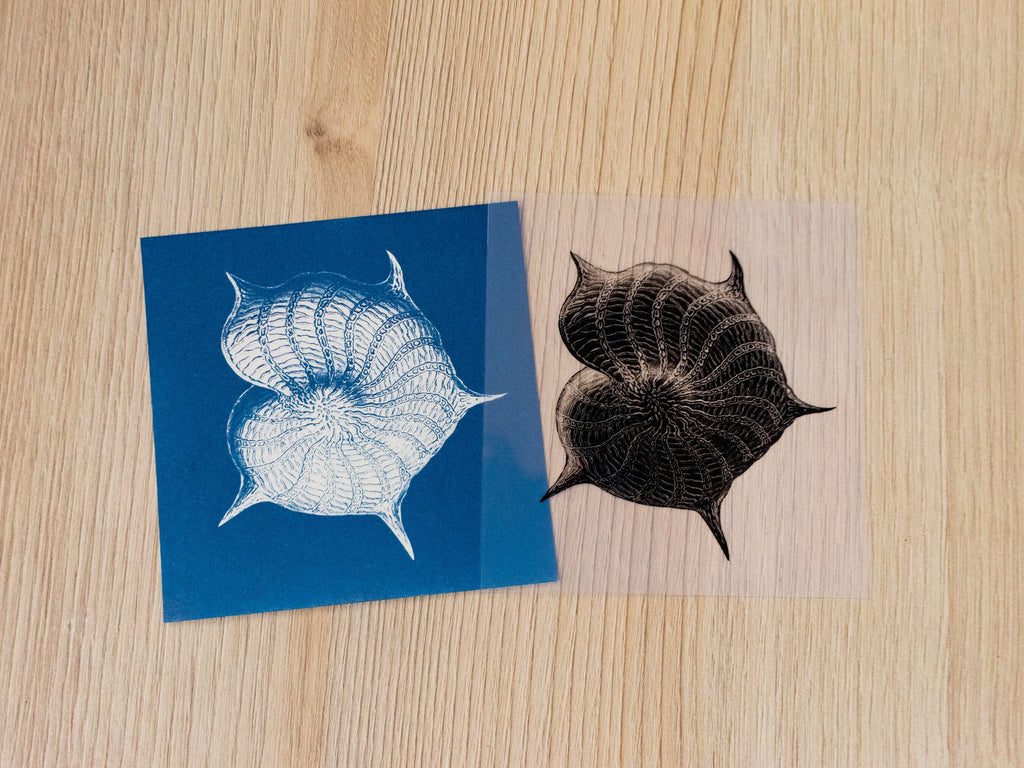 cyanotype print of shell