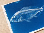 cyanotype print with fish negative