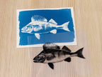 cyanotype print with stencil
