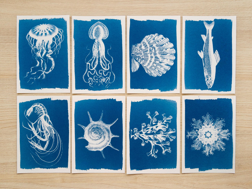 cyanotype prints made with negatives
