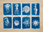 cyanotype prints made with negatives
