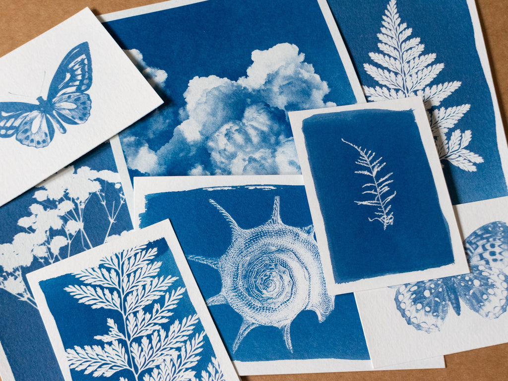 cyanotype prints made with stencils and dry plants