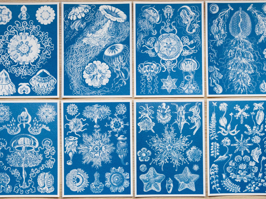 cyanotype prints of Ernst Haeckel paintings