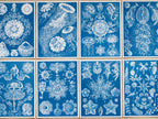 cyanotype prints of Ernst Haeckel paintings