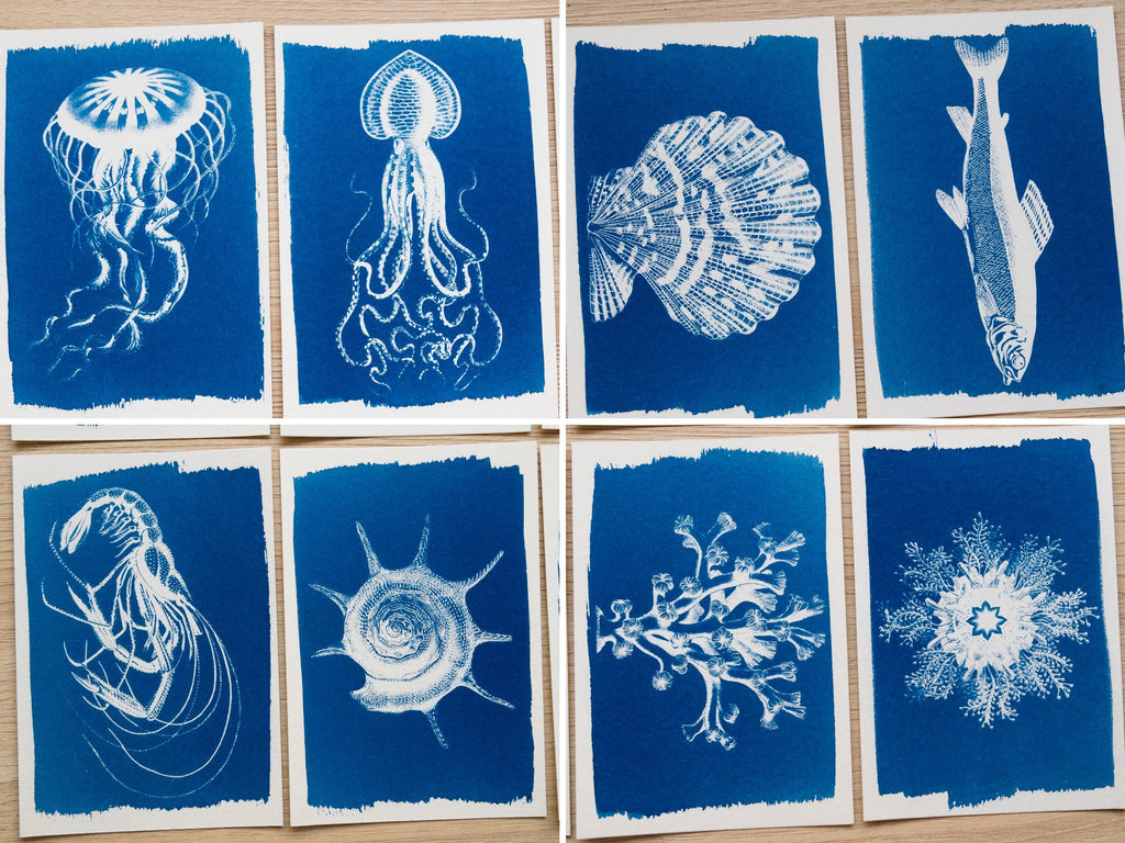 cyanotype prints of sea animals
