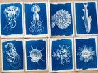 cyanotype prints of sea animals