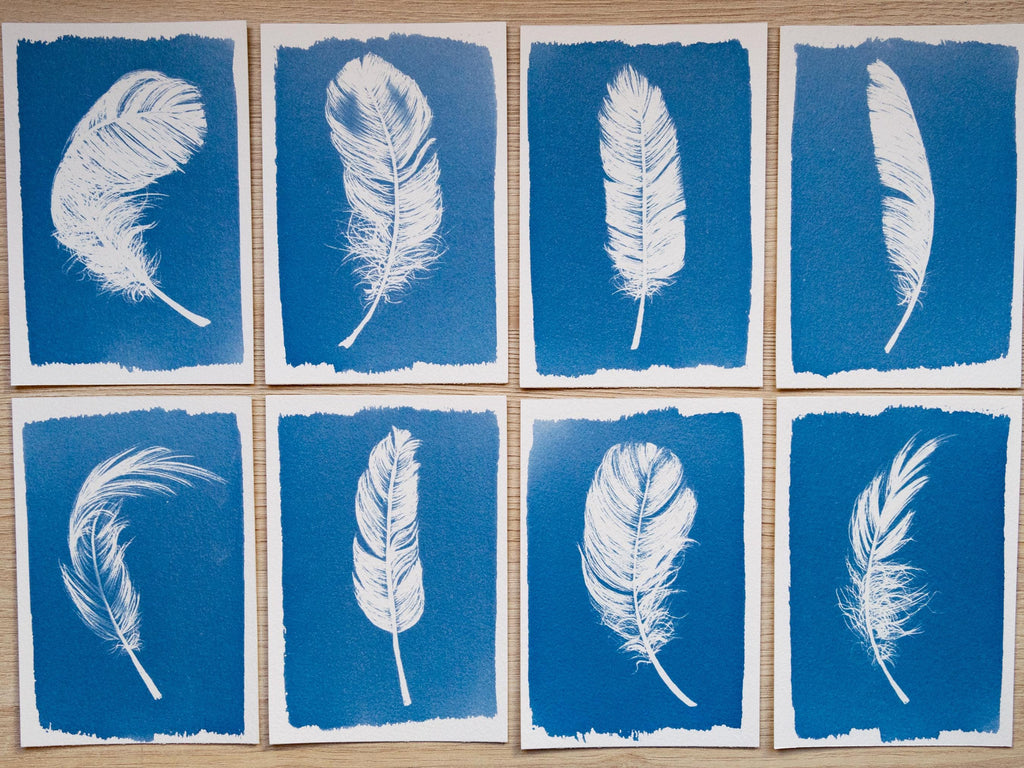 cyanotype prints with feathers