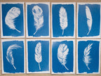 cyanotype prints with feathers