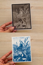cyanotype prints with flowers negatives