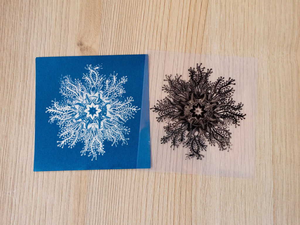 cyanotype stencils with Ernst Haeckel drawings