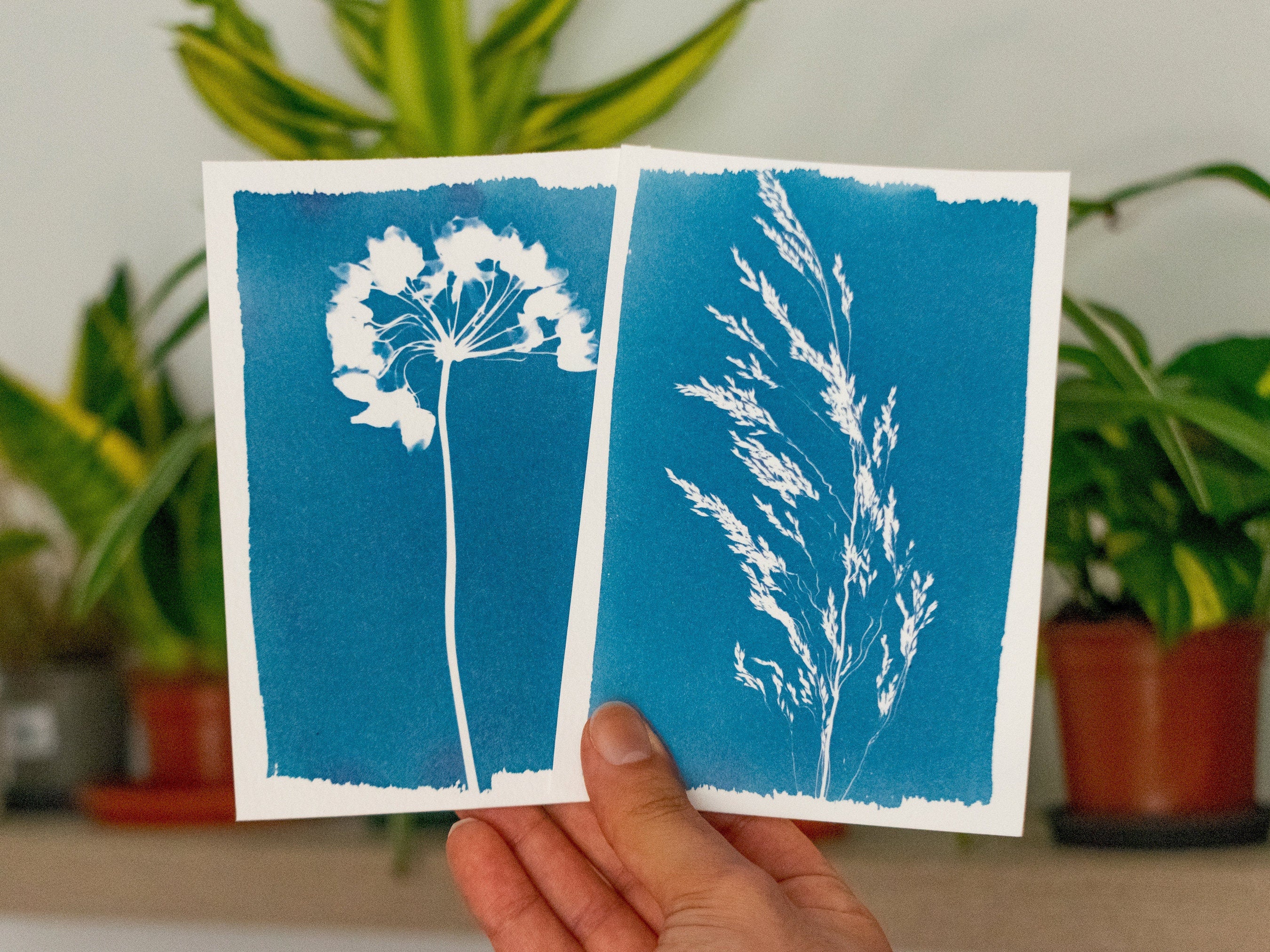 cyanotypes made with kit