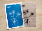 daisy cyanotype print