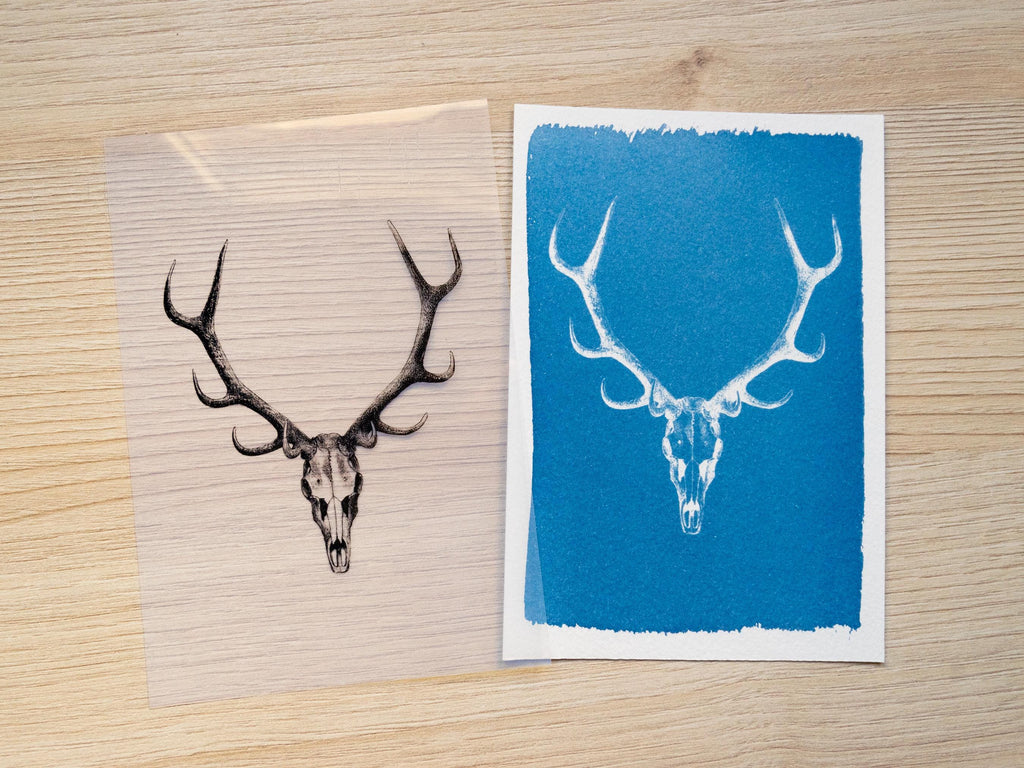 deer Antlers Cyanotype art