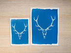 deer Antlers Cyanotype print