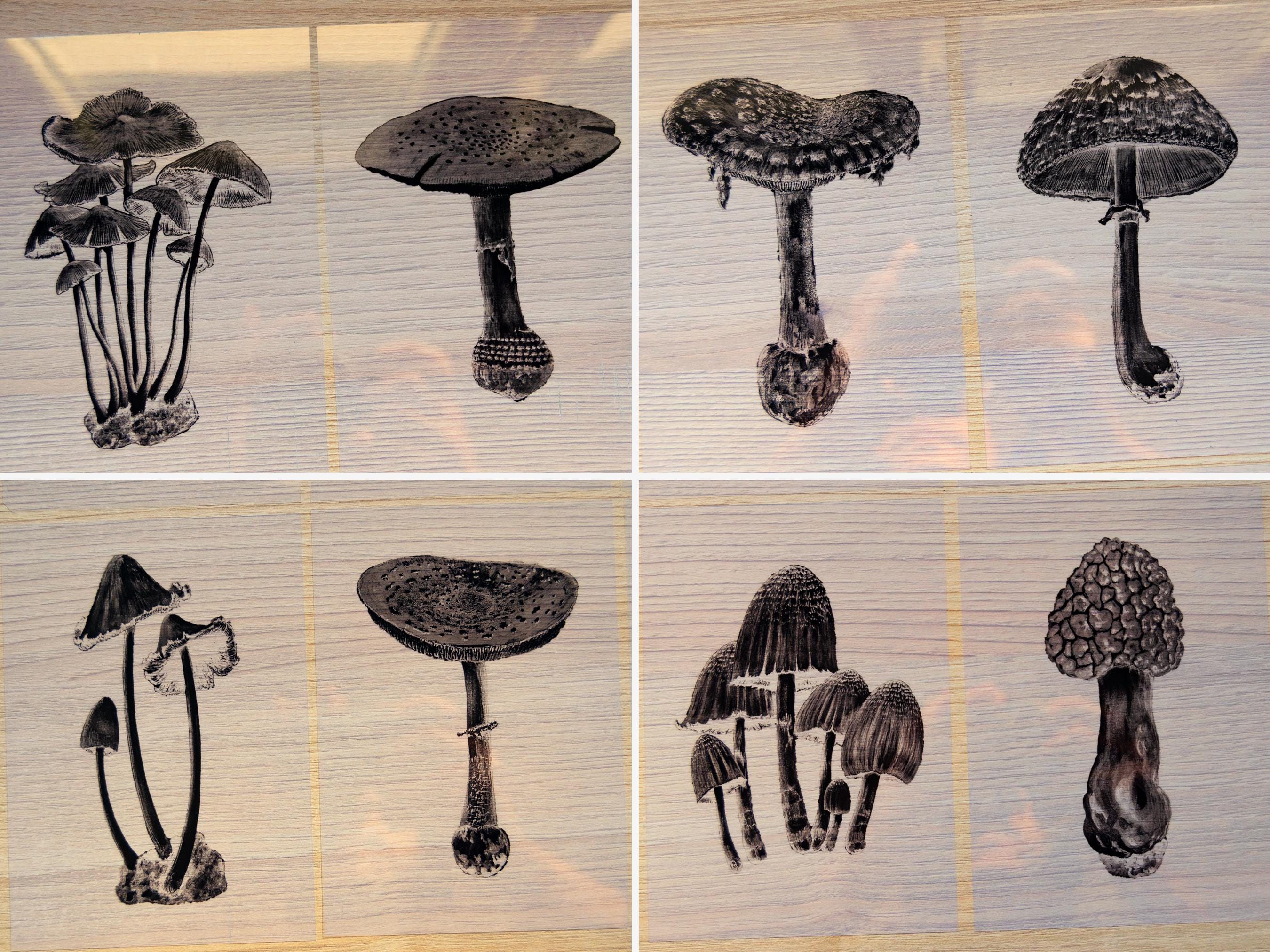 detail mushrooms cyanotype stencils