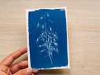 dry flowers cyanotype art