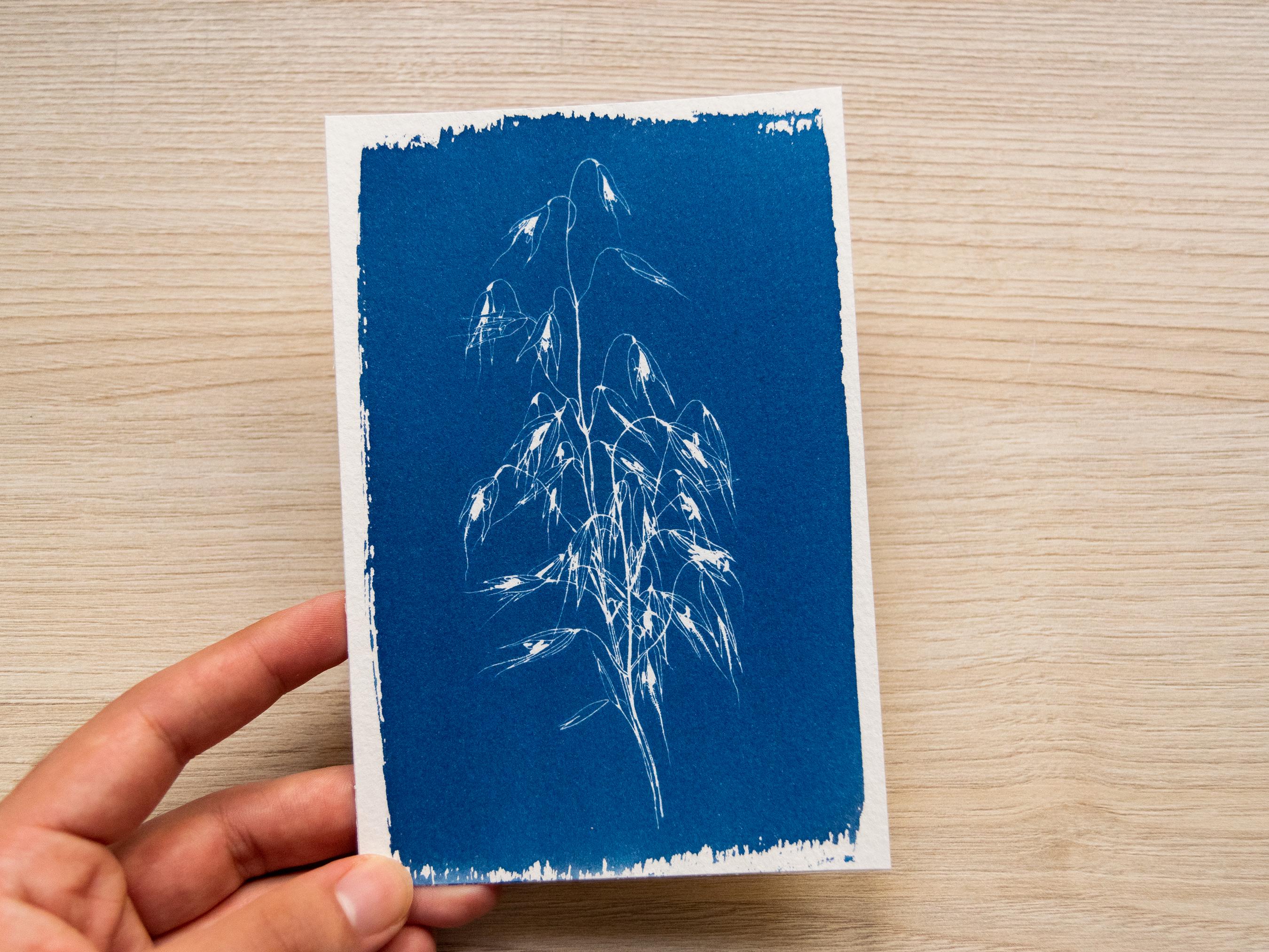 dry flowers cyanotype art