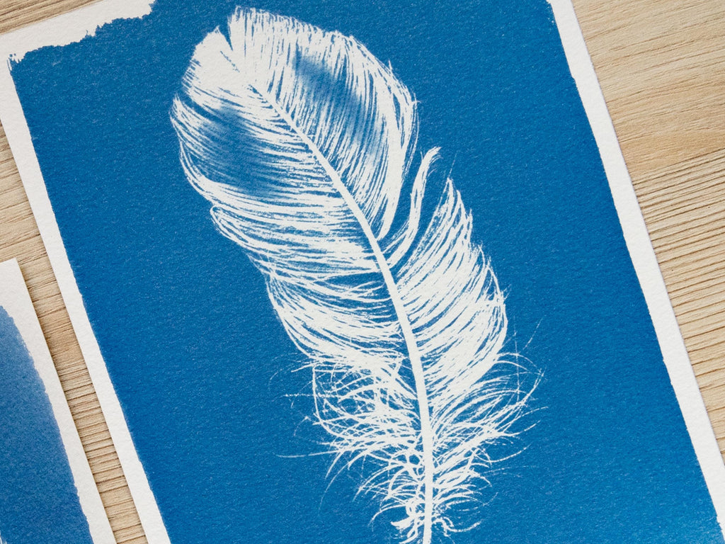 feather cyanotype art