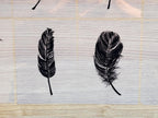 feathers solar printing negatives