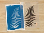 fern leaves cyanotype art