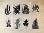 fern leaves cyanotype stencil