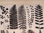 fern leaves stencils