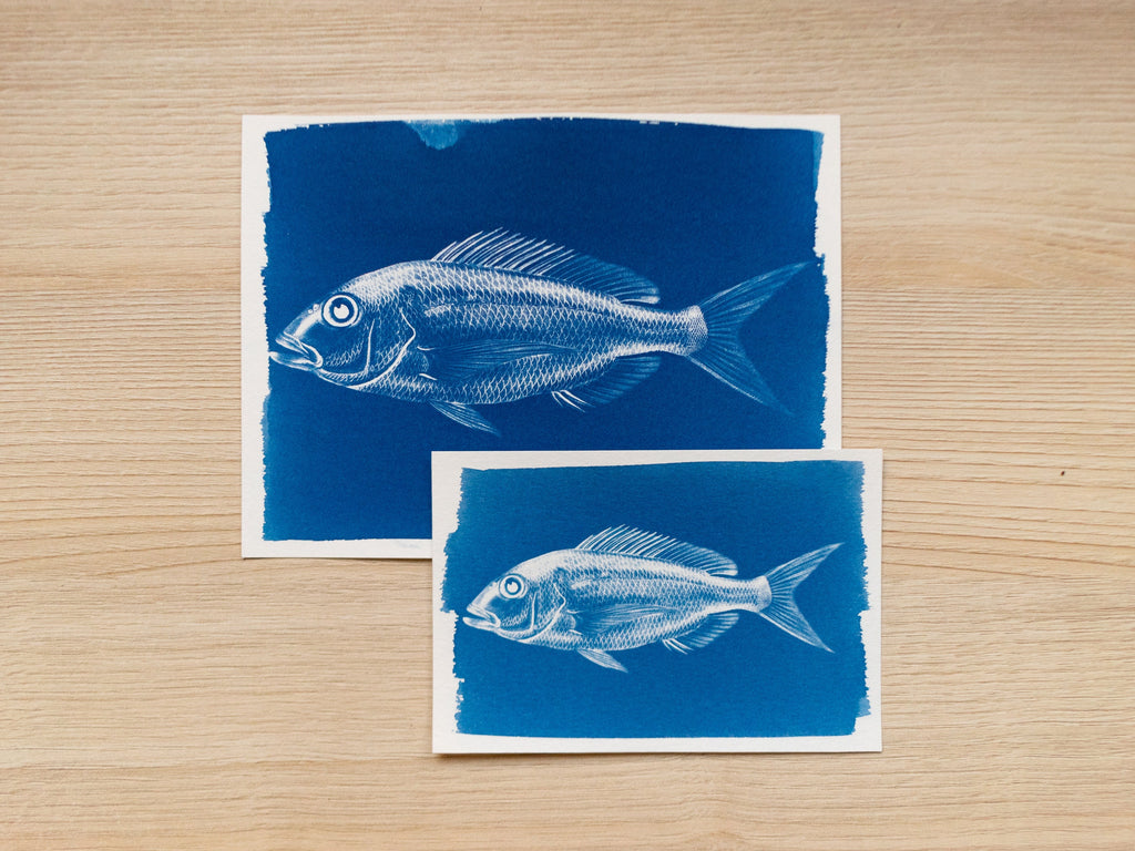 fish cyanotype art with negatives