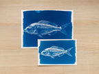 fish cyanotype art with negatives