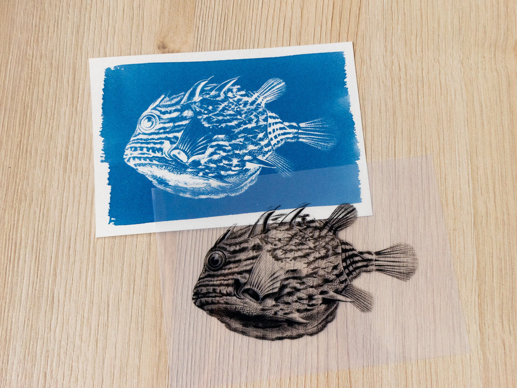 fishes cyanotype art