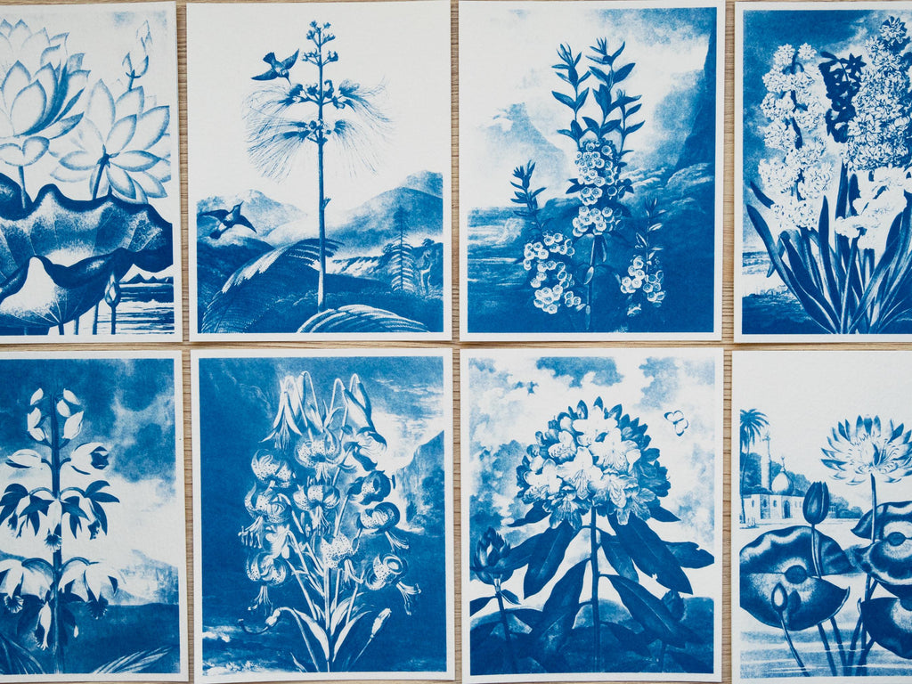 floral landscapes cyanotype prints