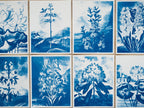 floral landscapes cyanotype prints