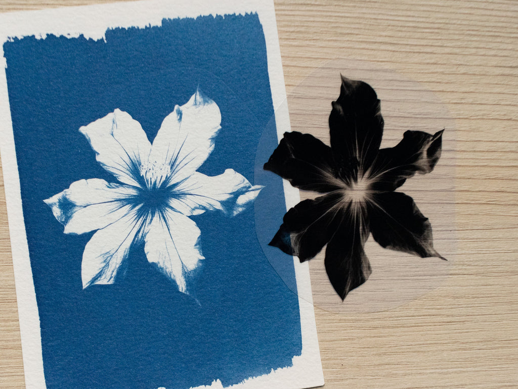 floral stencils for cyanotype