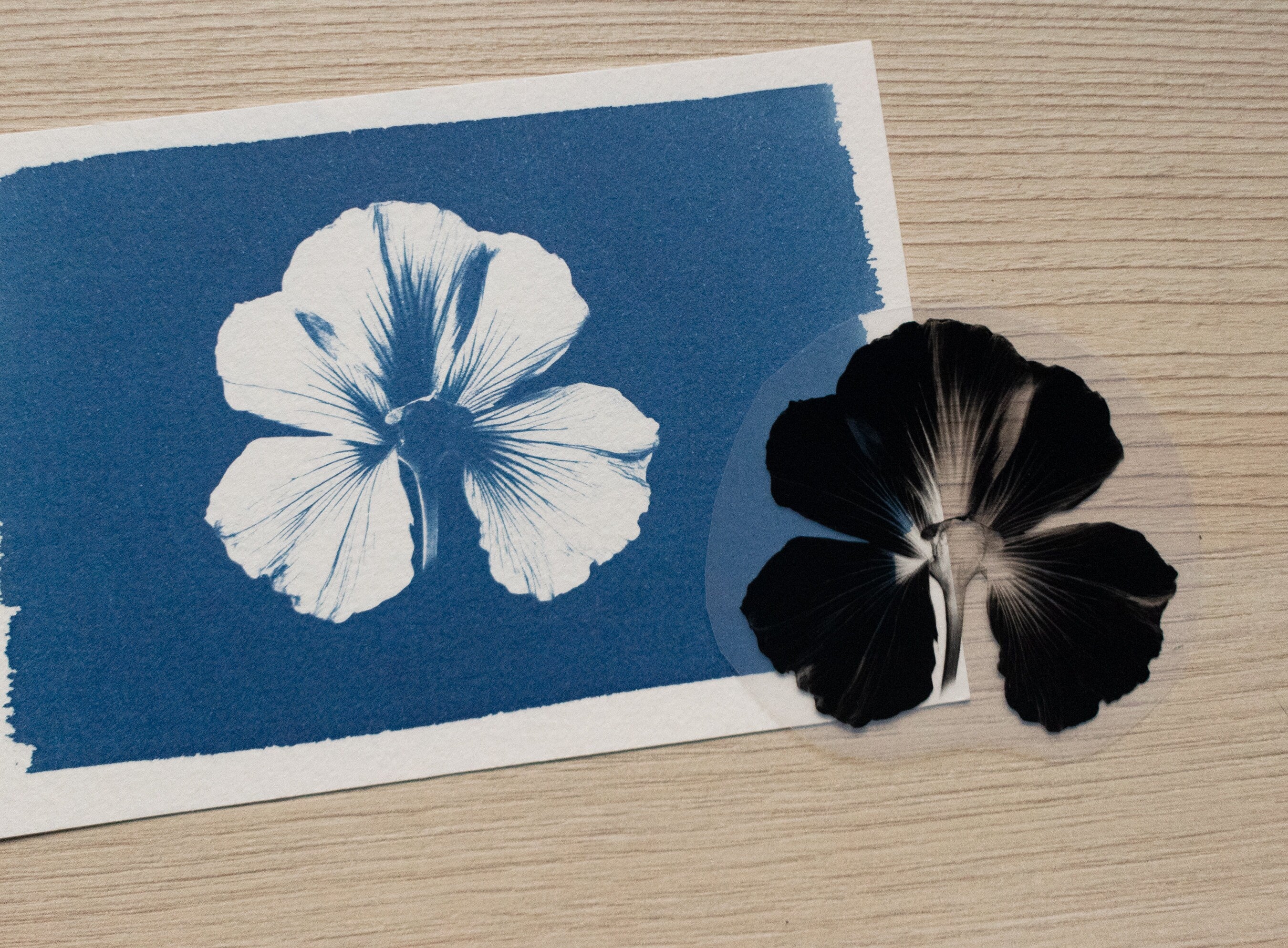 floral stencils for solar printing