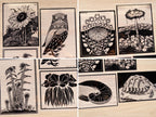 flowers cyanotype stencils for solar art