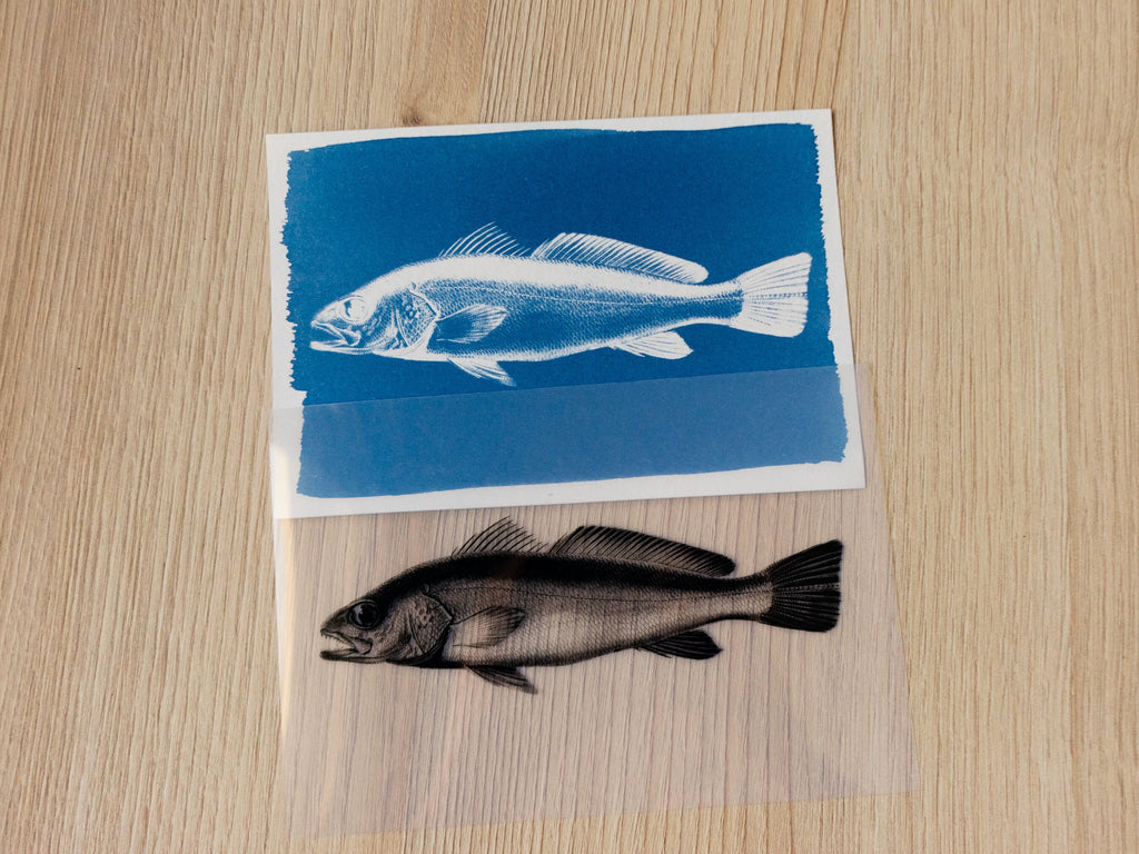 handmade cyanotype fish print