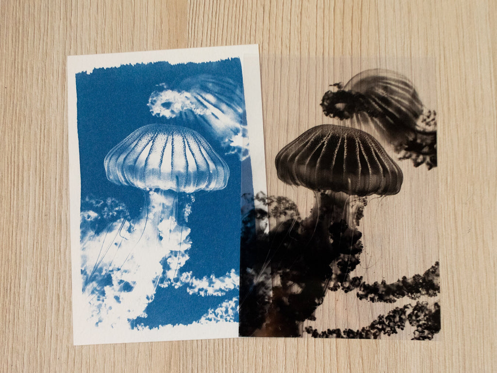 handmade cyanotype negatives 