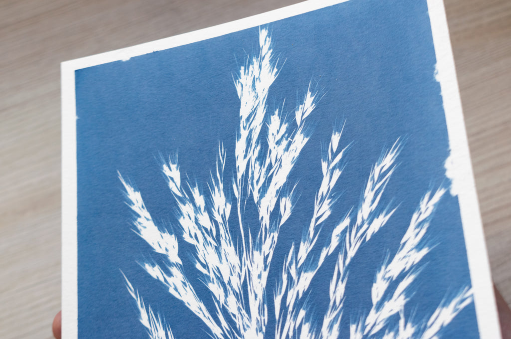 how to make cyanotype prints with dry flowers