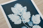 how to tone cyanotype prints
