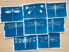insects cyanotype prints